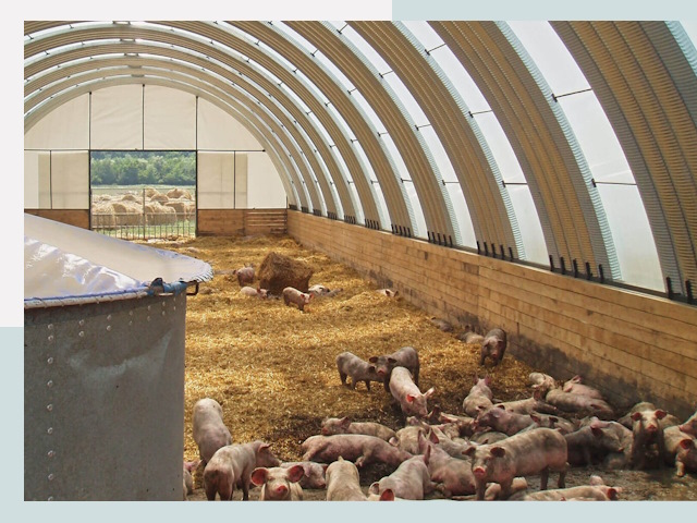 Строительство свинарников в Алейске