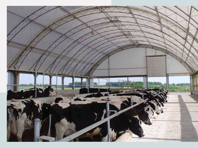 Тентовые коровники в Алейске